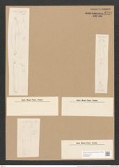 Stauroneis gregoryi Ralfs (de-Toni-Nr.: Genus 6, Species 885) Zeichnungen Sammlung Grunow Nr. 1746 (NHMW-BOT-W0368630)